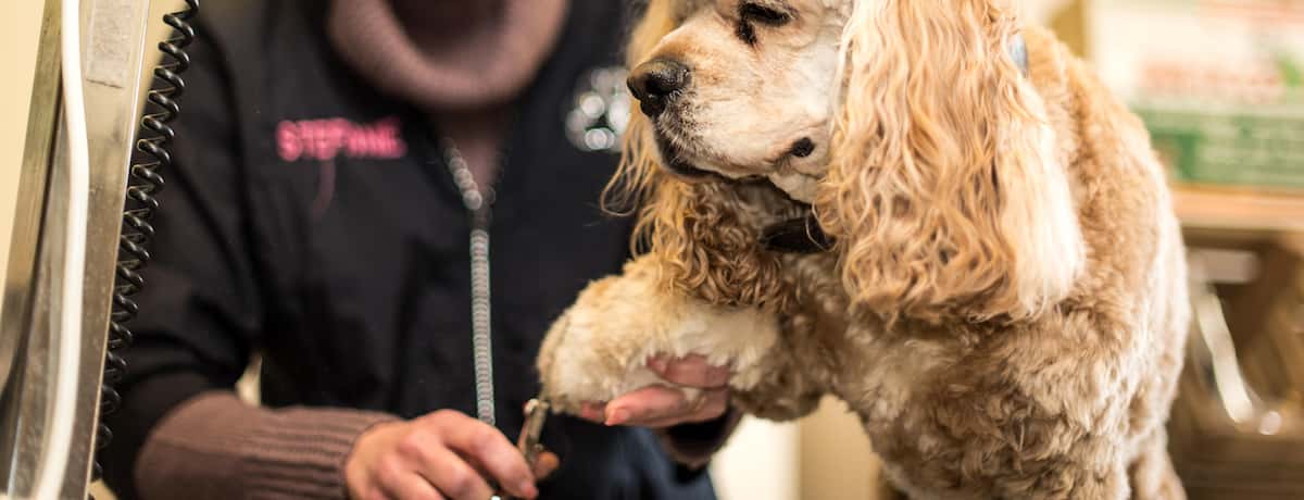 Honden- en kattenverzorging Stefanie