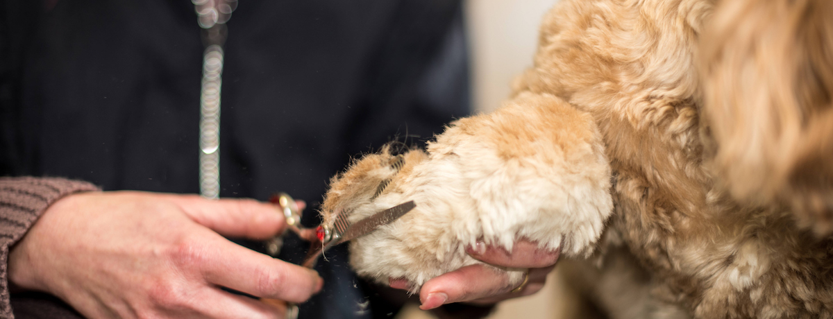 Honden- en kattenverzorging Stefanie