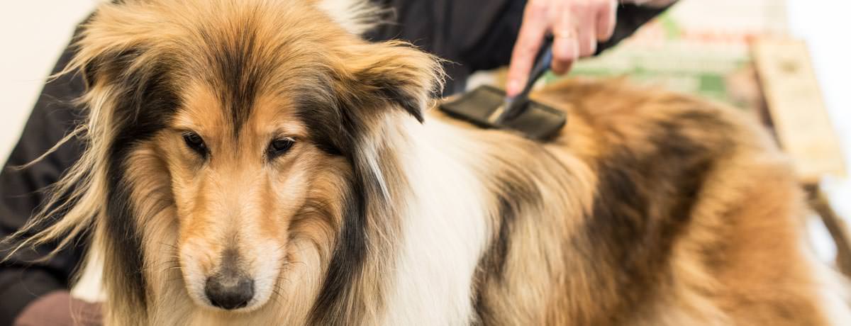 Honden- en kattenverzorging Stefanie