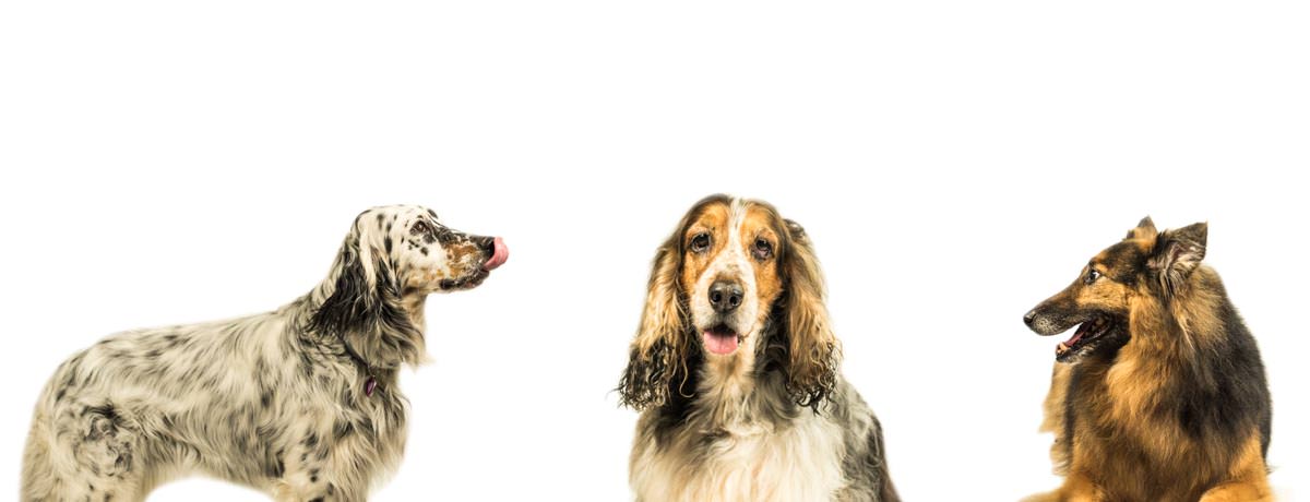 Honden- en kattenverzorging Stefanie